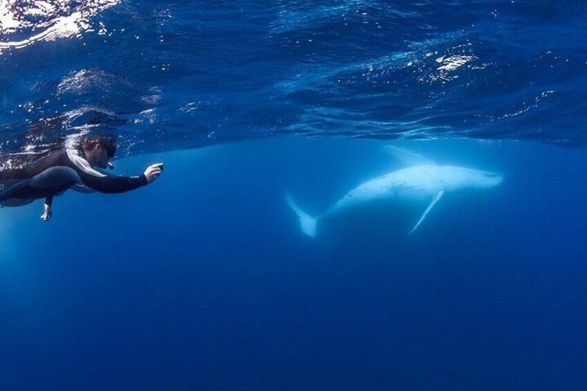 Amazing whale encounter 