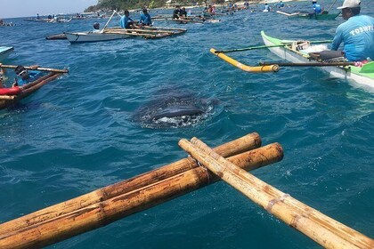 Oslob Whale Shark Experience with Tumalog Falls and Aguinid Falls (Cebu)