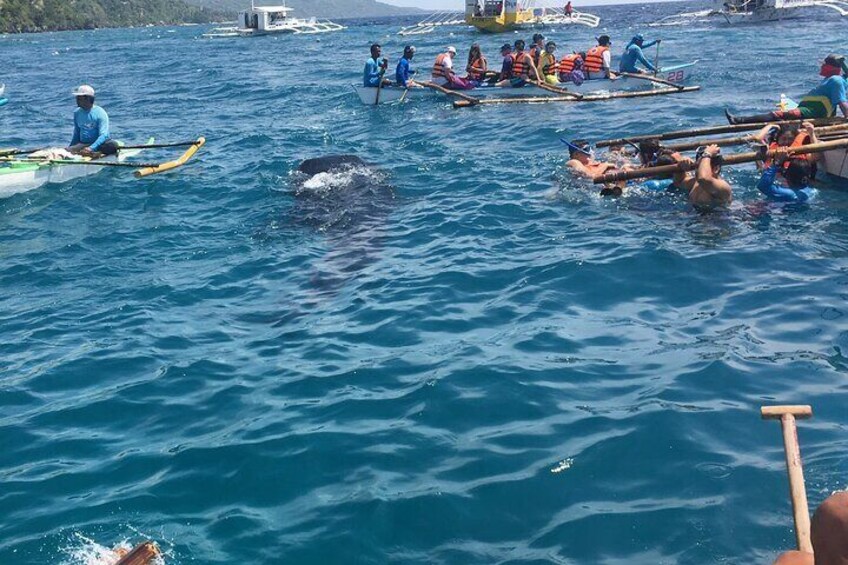 Full Day Whale Shark Experience with Kawasan Falls and Tumalog Falls from Cebu