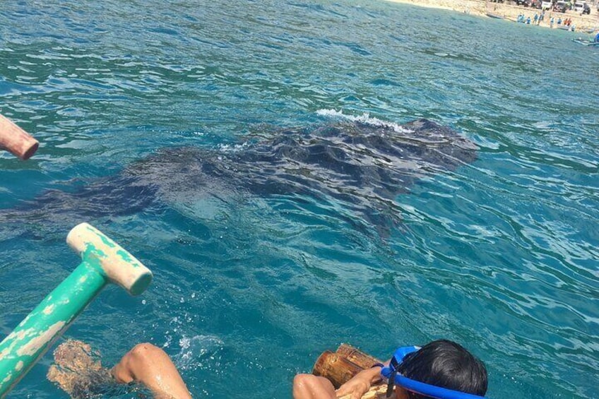 Full Day Whale Shark Experience with Kawasan Falls and Tumalog Falls from Cebu