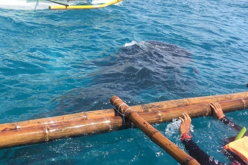 Full Day Whale Shark Experience with Kawasan Falls and Tumalog Falls from Cebu