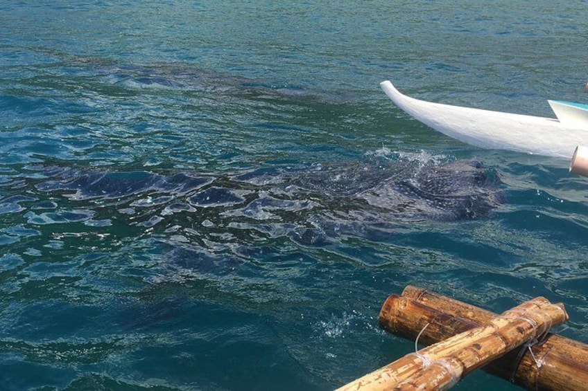 Full Day Whale Shark Experience with Kawasan Falls and Tumalog Falls from Cebu