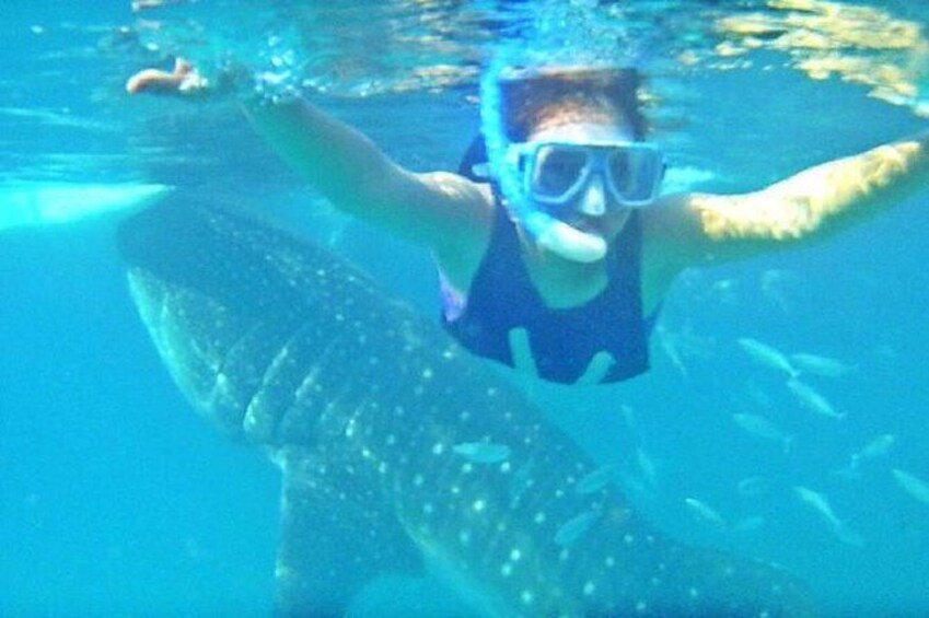 Full Day Whale Shark Experience with Kawasan Falls and Tumalog Falls from Cebu