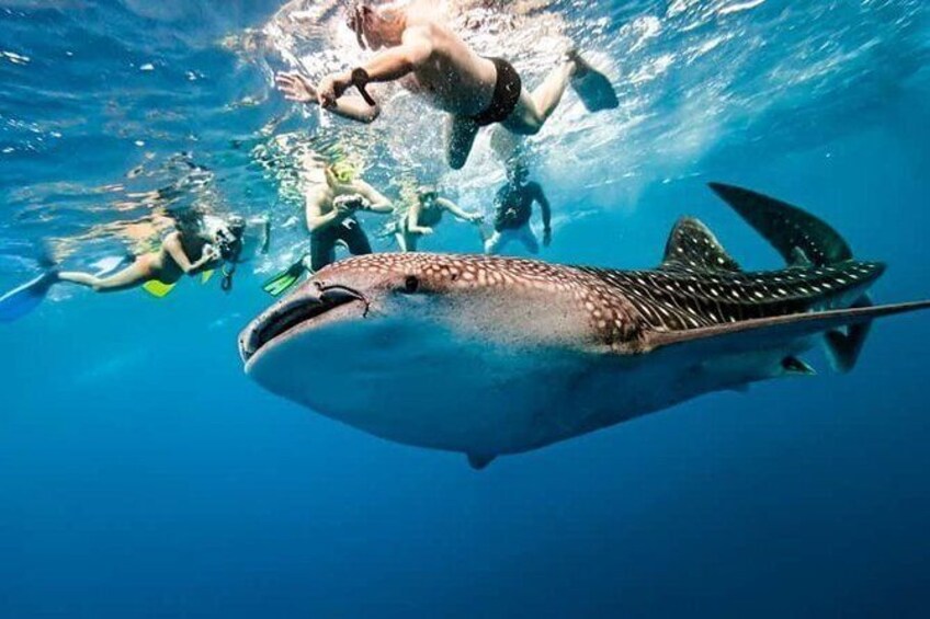 CEBU WHALE SHARK and SUMILON ISLAND with TUMALOG FALLS