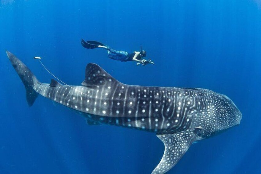 Whale Shark & Tumalog Falls & Pescador Island & Sardine Run & Turtle in One Day