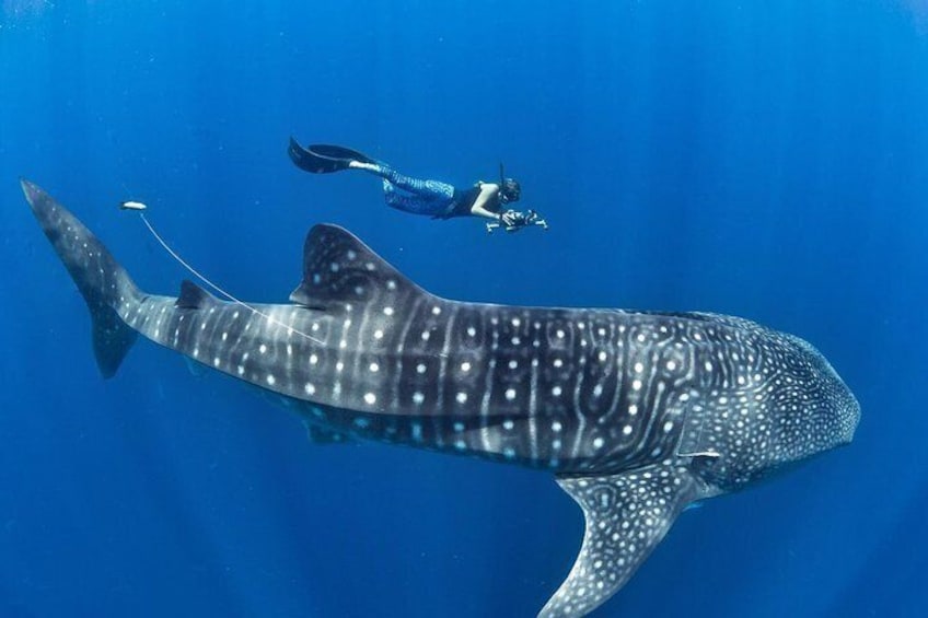 Whale Sharks in Oslob