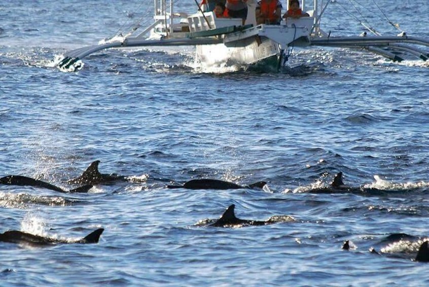 Bohol Pamilacan Island Dolphin Whale Watching Tour