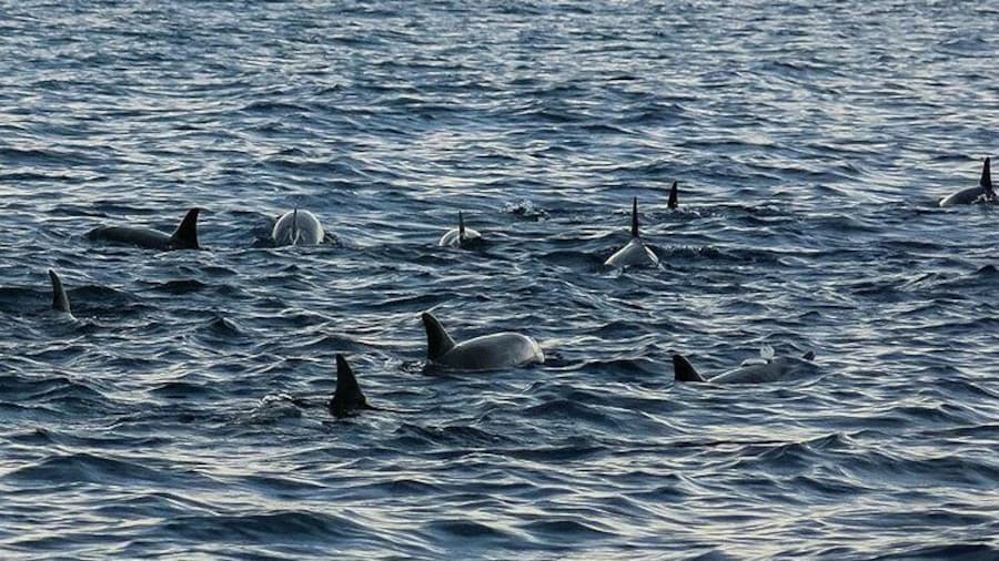 Bohol: Pamilacan Island Dolphin & Whale Watching Tour