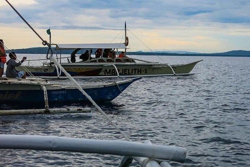 Bohol Pamilacan Island Dolphin Whale Watching Tour