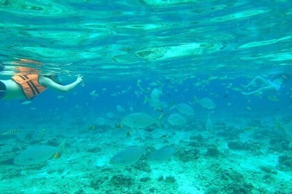 Bohol Island Hopping