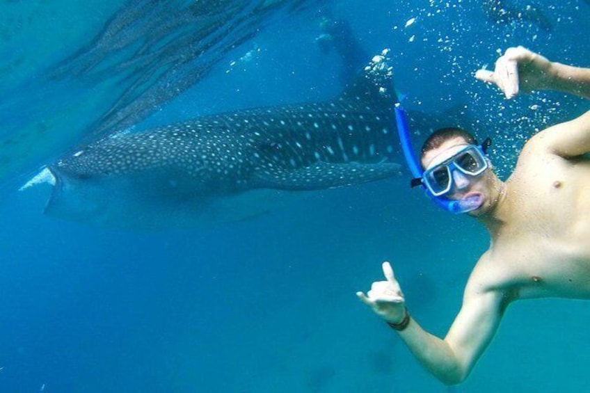 Show item 1 of 2. OSLOB WHALESHARK AND MOALBOAL (PESCADOR ISLAND) WITH TUMALOG FALLS from CEBU