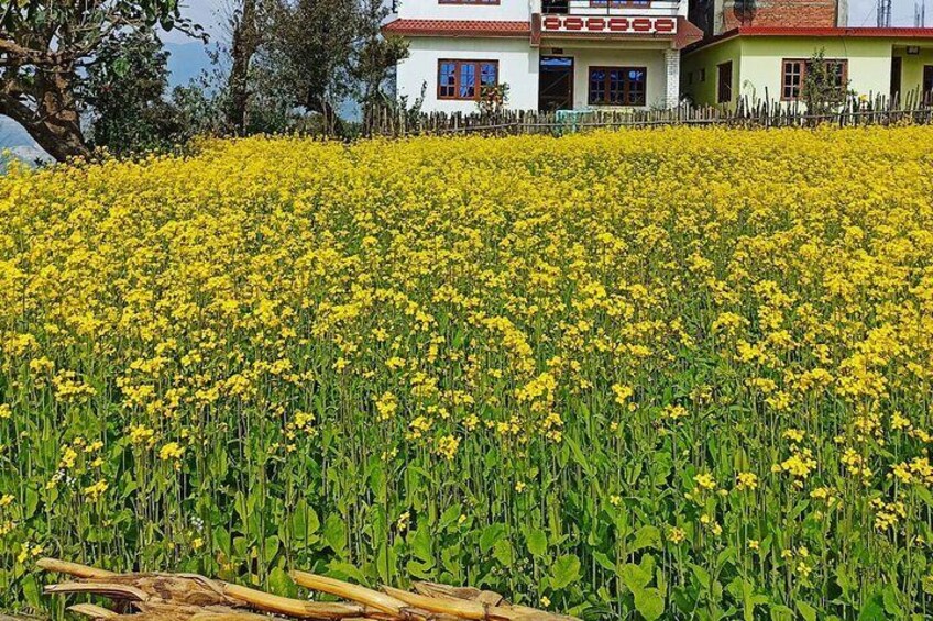 Mustard flower can be seen in Nov/Dec season