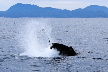 Crucero de ballenas Wilsons Prom