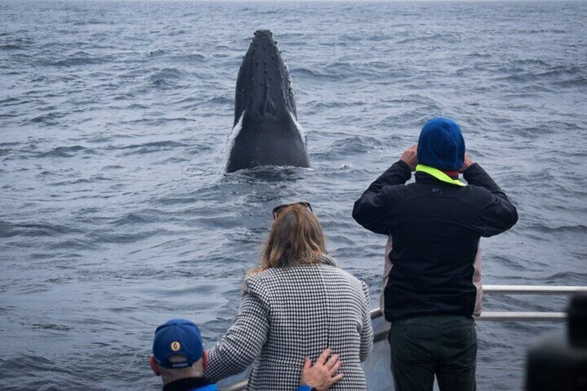 Wilsons Prom Whale Cruise