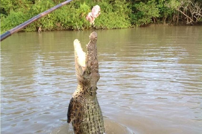 Crocodile Feeding