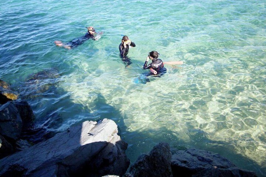 Gold Coast Snorkelling