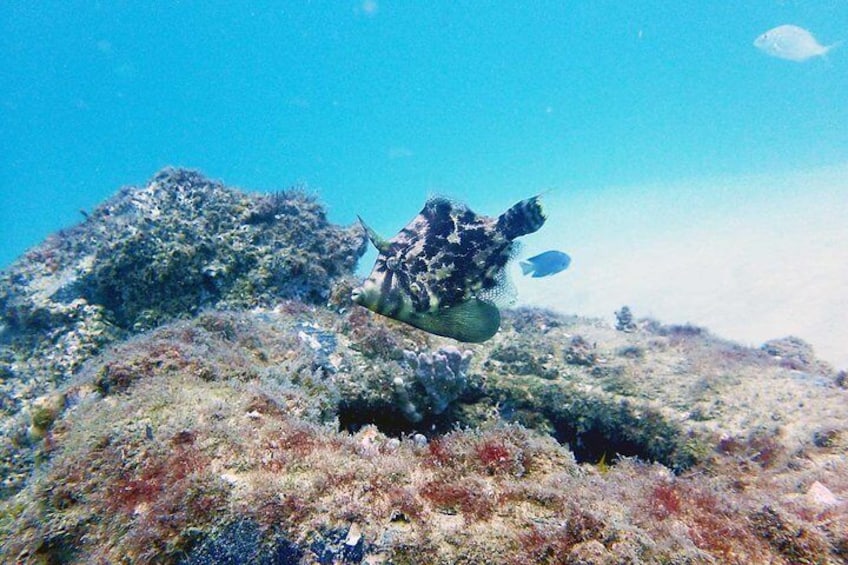 Wave Break Island Snorkel Tour on the Gold Coast