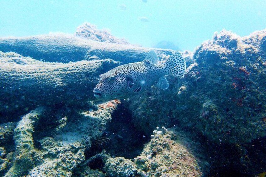 Wave Break Island Snorkel Tour on the Gold Coast