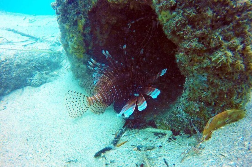 Gold Coast Snorkelling