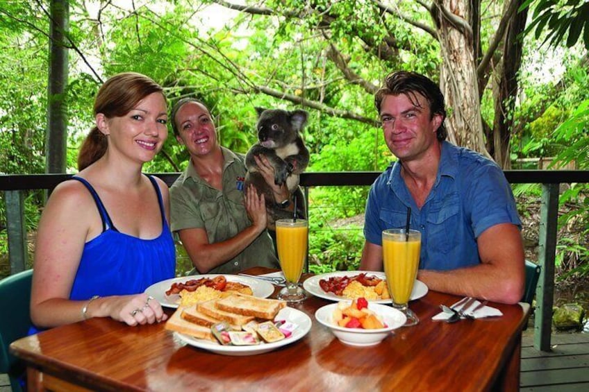 Breakfast with a Koala