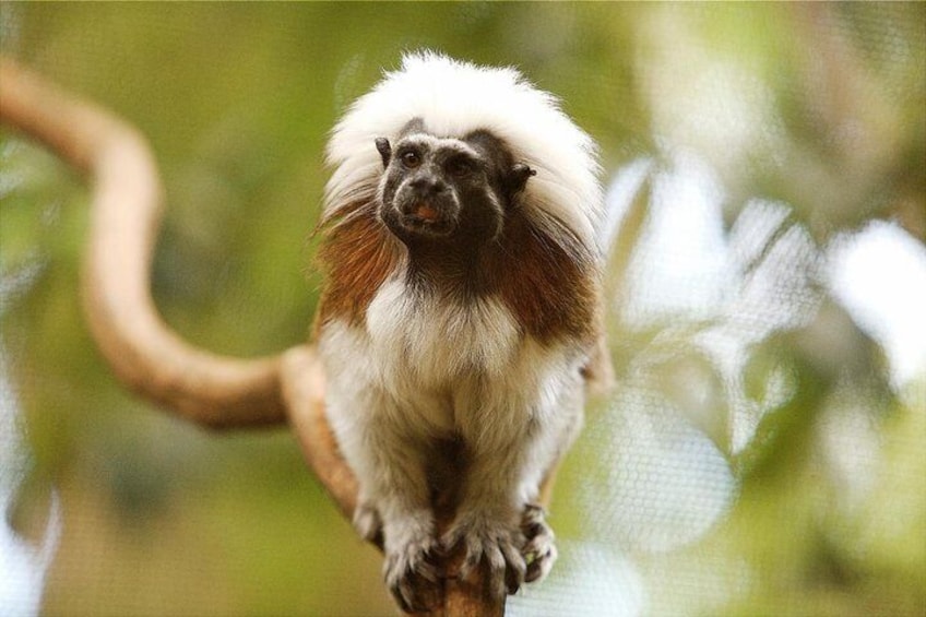 Tamarin