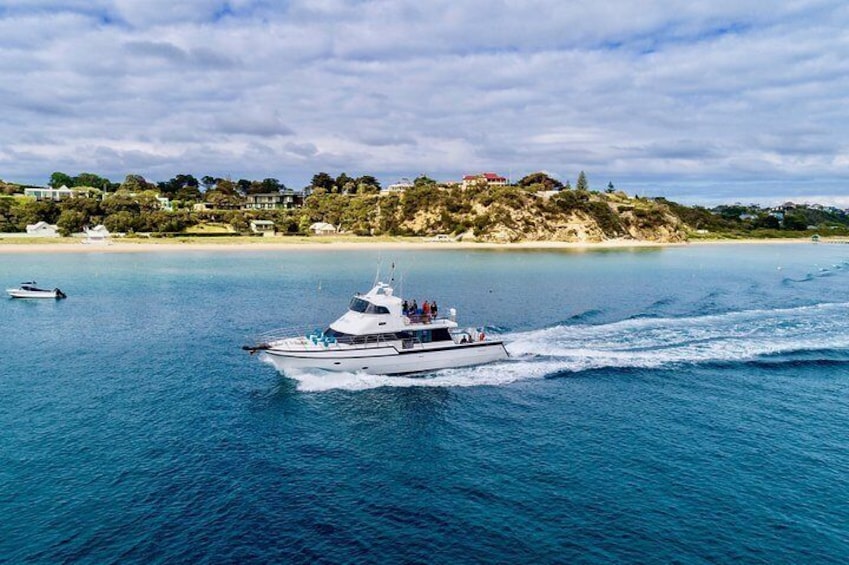 3-Hour Dolphin and Seal Sightseeing Cruise, operated with swim tour passengers