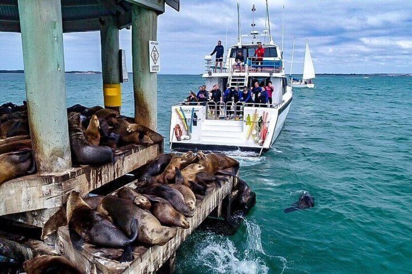 3-Hour Dolphin and Seal Sightseeing Cruise, Mornington Peninsula