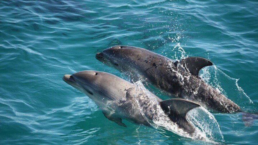 Visit local resident Dolphins