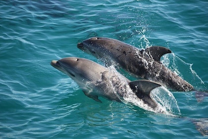 3-Hour Dolphin and Seal Sightseeing Cruise, operated with swim tour passeng...