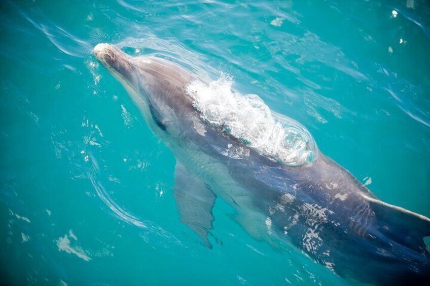 3-Hour Dolphin and Seal Sightseeing Cruise, Mornington Peninsula