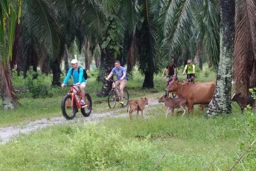 Passing a school of free range cow during the ride.