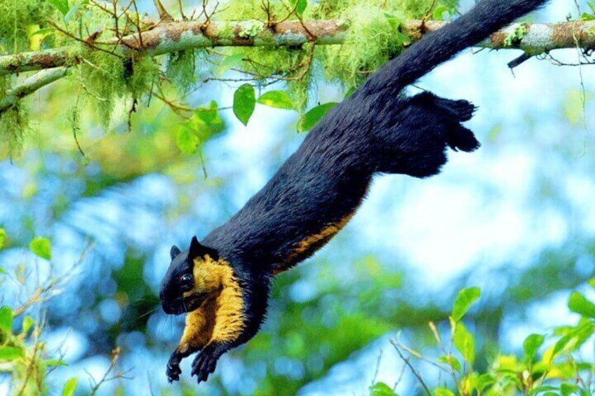 Black Giant Squirrel
