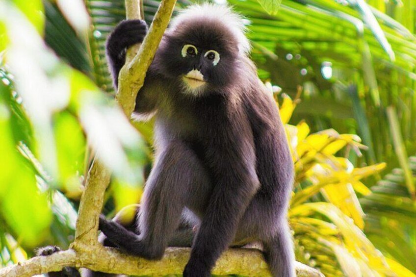 Dusky Leaf Monkey