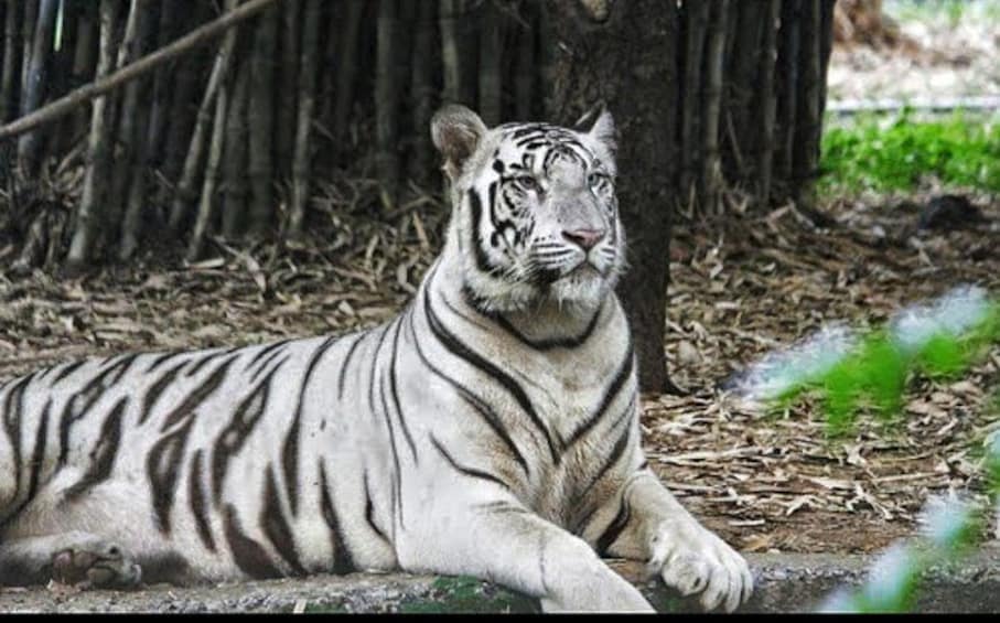 Trip to Visit Arignar Anna Zoological Park in Chennai