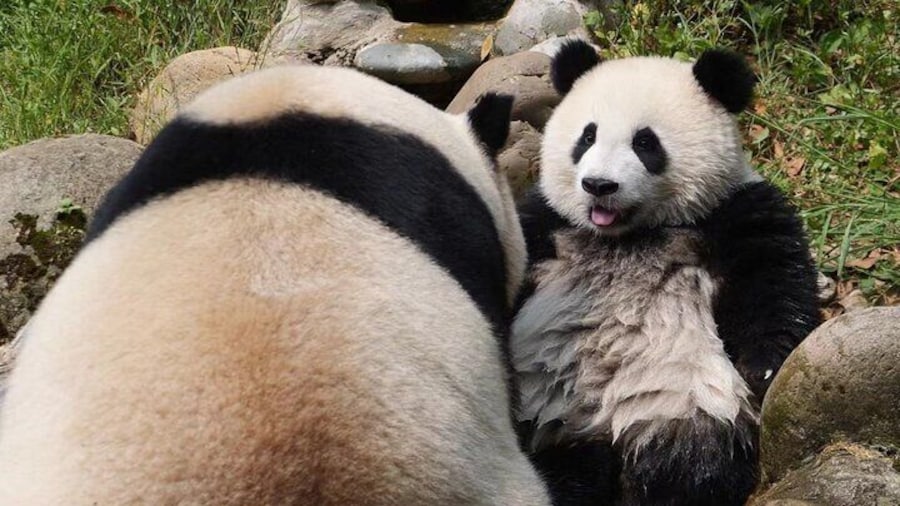 Dujingyan Panda Sanctuary Half day tour option panda volunteer