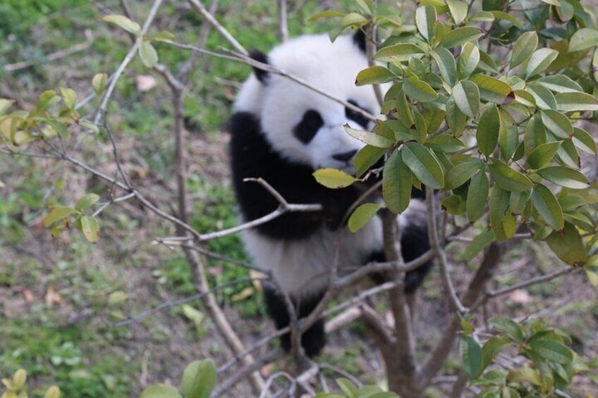  Chengdu Panda base or Dujiangyan Base day tour option volunteer 