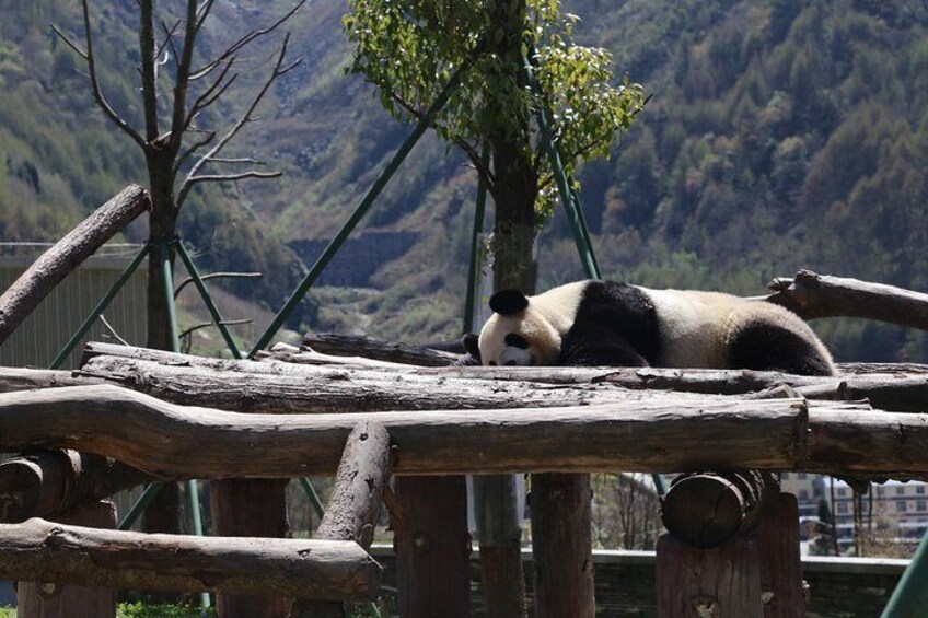 Chengdu Panda tour with Country Cooking class optional panda Keeper program