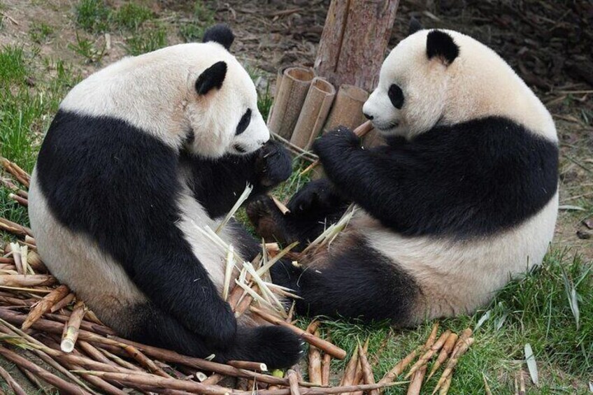 Skip Crowds :Dujiangyan panda Sanctuary tour opt keeper