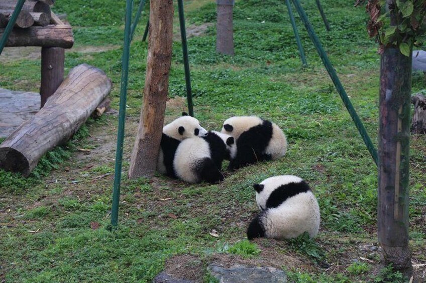 Chengdu Panda tour with Country Cooking class optional panda Keeper program