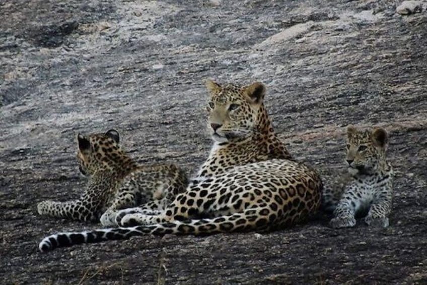 Leopard Safari