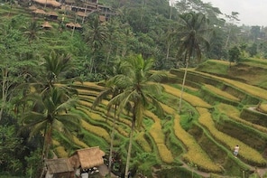 Monkey sanctuary, swing n rice terrace trip