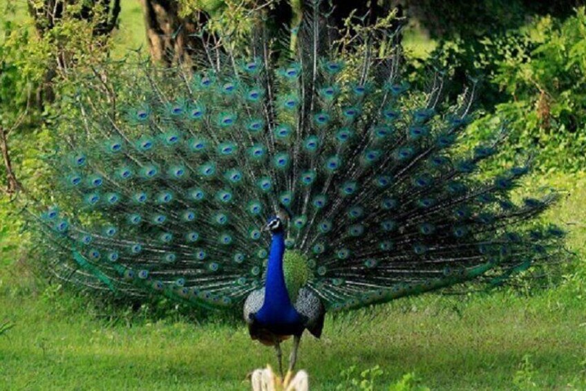 Peacock, Hurulu Eco Park