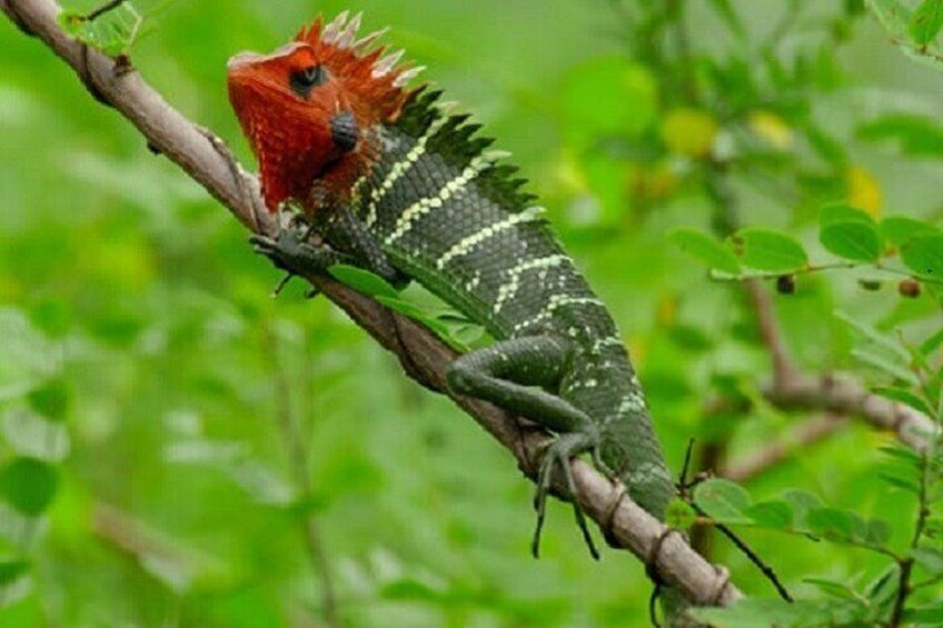 Lizard, Hurulu Eco Park