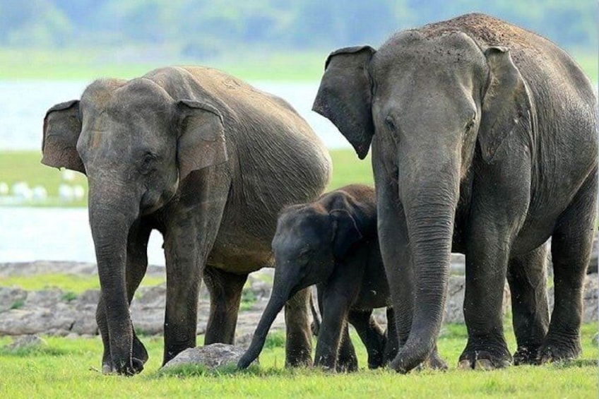 Elephants, Hurulu Eco Park
