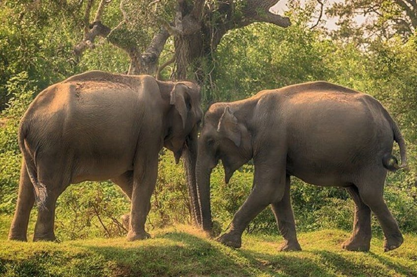 Elephants, Hurulu Eco Park