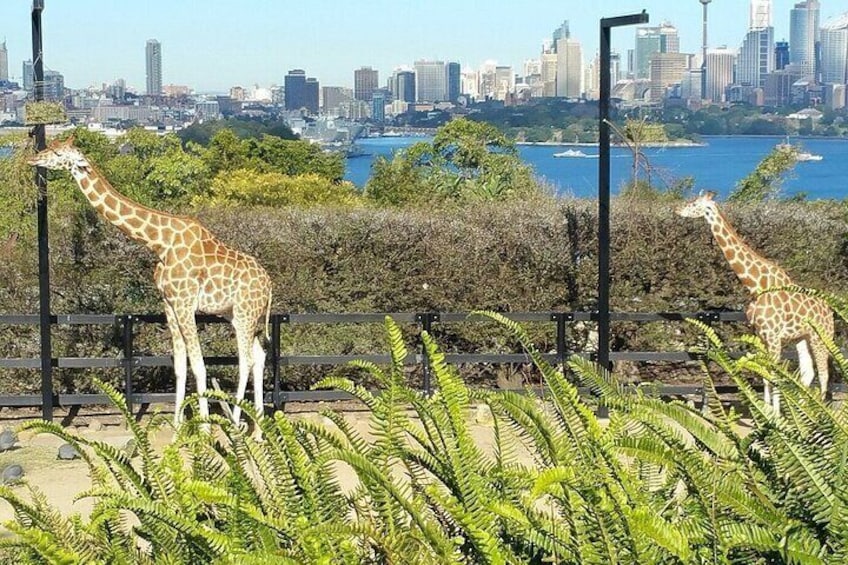 Sydney Self-Guided Audio Tour