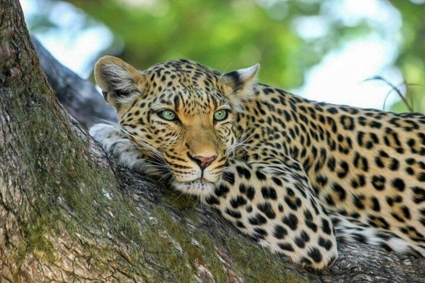 Yala National Park Safari from Weligama