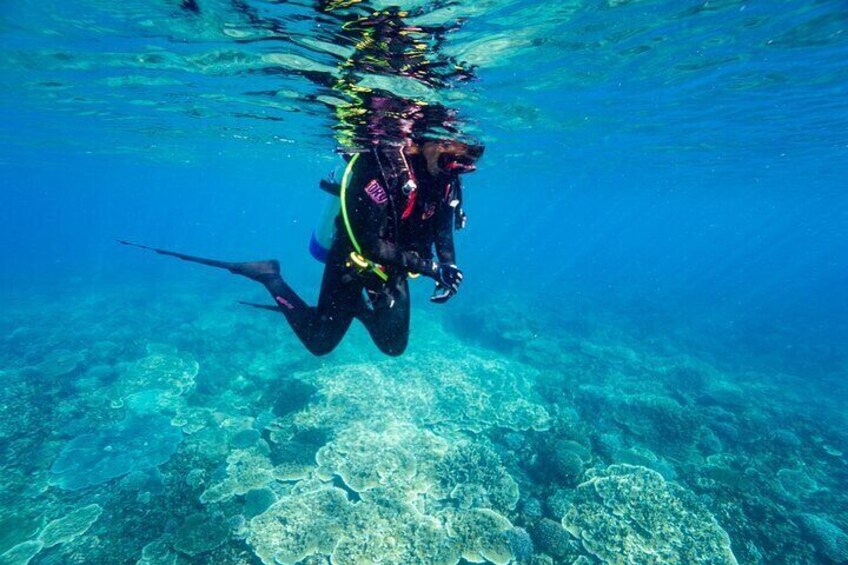 Scuba Dive in the Southern Great Barrier Reef