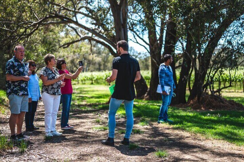 Vineyard Tour