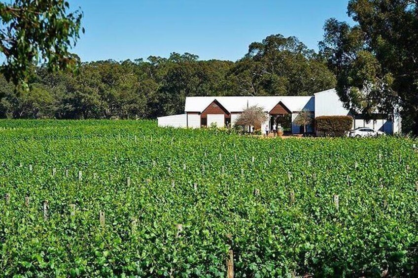 Upper Reach Winery: Swan Valley Winery and Vineyard Tour